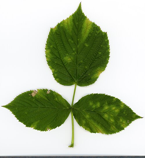 Maliník obecný (Rubus idaeus) — foto