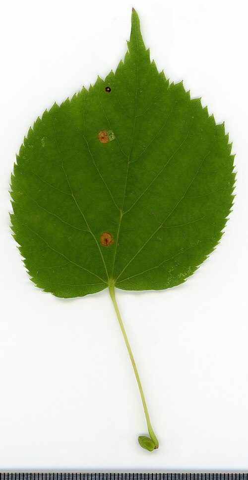 Lípa srdčitá (Tilia cordata) — foto
