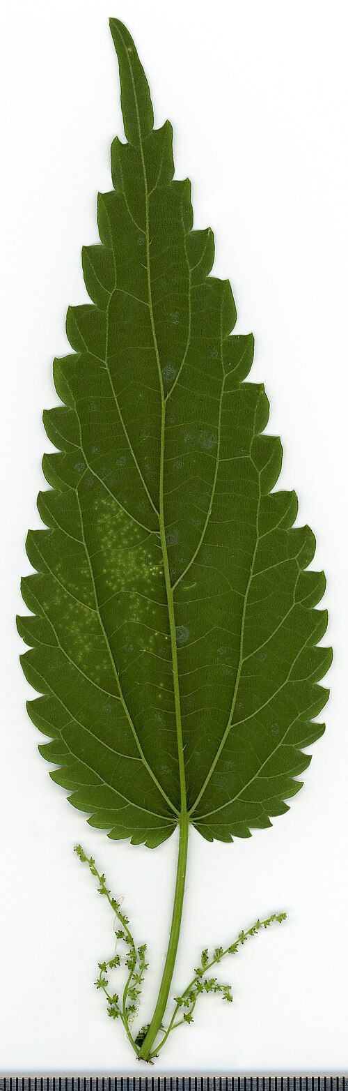 Stinging nettle (Urtica dioica) — photo