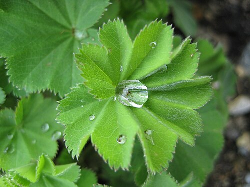 Przywrotnik pospolity (Alchemilla vulgaris) — zdjęcie