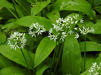 Česnek medvědí (Allium ursinum) — foto