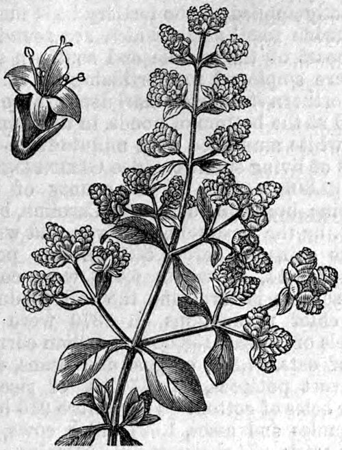 Majoránka zahradní (Origanum majorana) — botanická ilustrace
