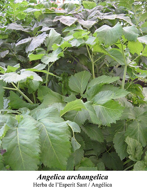 Andělika lékařská (Angelica archangelica) — foto