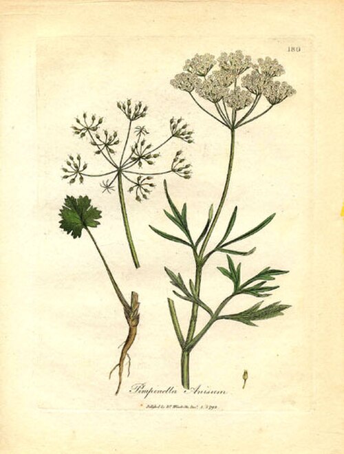 Anise (Pimpinella anisum) — photo