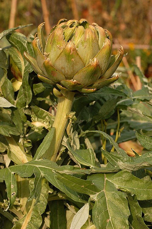 Artičoka pravá (Cynara scolymus) — foto