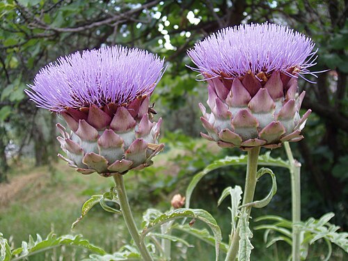 Artičoka pravá — botanická ilustrace