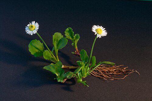 Stokrotka pospolita (Bellis perennis) — zdjęcie