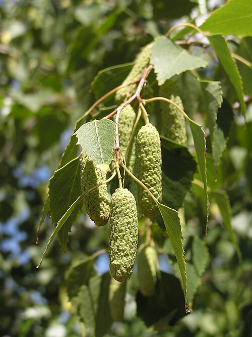 Brzoza brodawkowata (Betula pendula) — zdjęcie