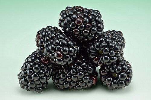 Blackberry (Rubus fruticosus) — photo