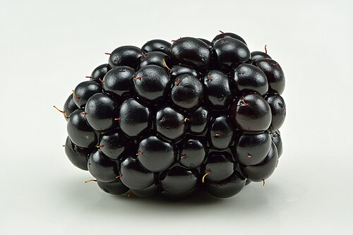 Blackberry — botanical illustration
