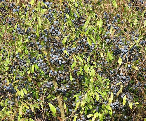 Trnka obecná (Prunus spinosa) — foto