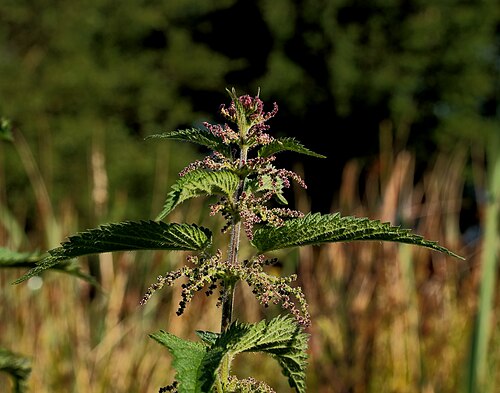 Stinging nettle — botanical illustration