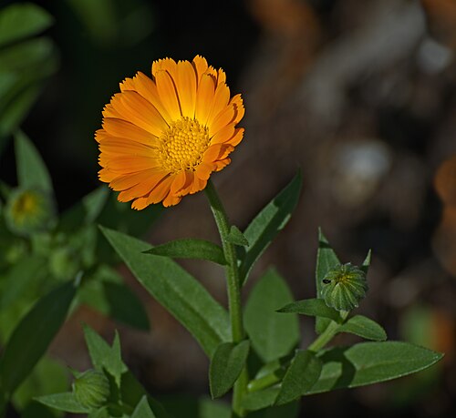 Měsíček lékařský (Calendula officinalis) — foto
