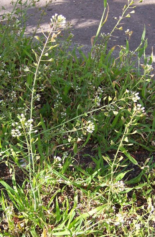 Kokoška pastuší tobolka (Capsella bursa-pastoris) — foto