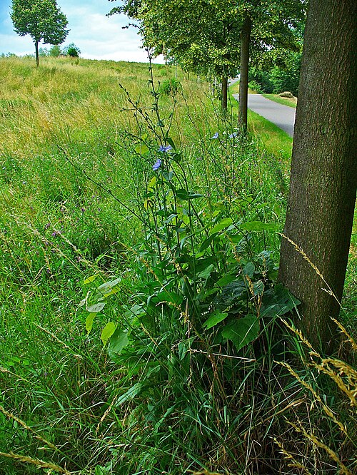 Čekanka obecná (Cichorium intybus) — foto
