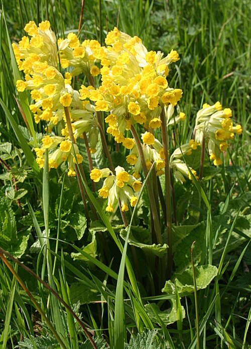 Prvosenka jarní (Primula veris) — foto