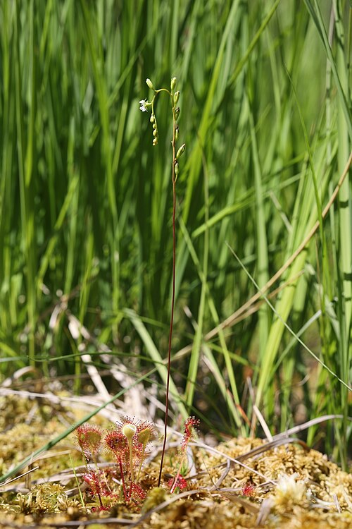 Rosiczka okrągłolistna (Drosera rotundifolia) — zdjęcie