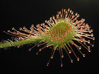 Rosiczka okrągłolistna — ilustracja botaniczna