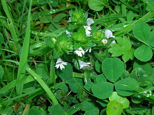 Świetlik łąkowy (Euphrasia officinalis) — zdjęcie