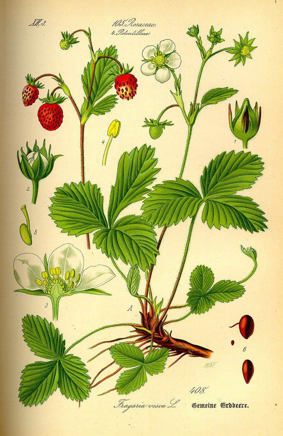 Poziomka pospolita (Fragaria vesca) — zdjęcie
