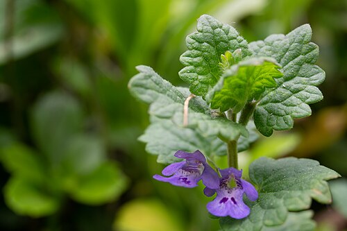 Bluszczyk kurdybanek (Glechoma hederacea) — zdjęcie
