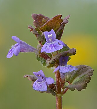 Bluszczyk kurdybanek — ilustracja botaniczna