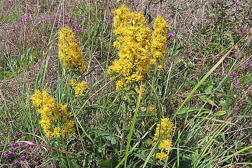 Nawłoć pospolita (Solidago virgaurea) — zdjęcie