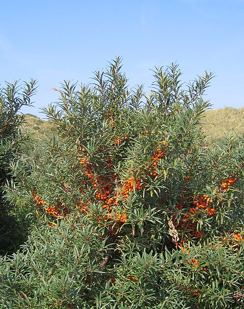 Rakytník řešetlákový (Hippophae rhamnoides) — foto