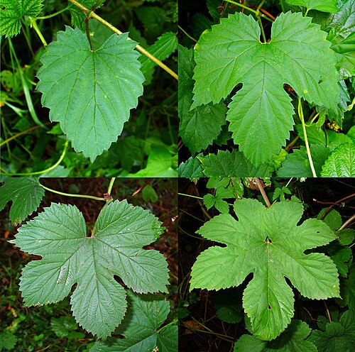 Common hop (Humulus lupulus) — photo