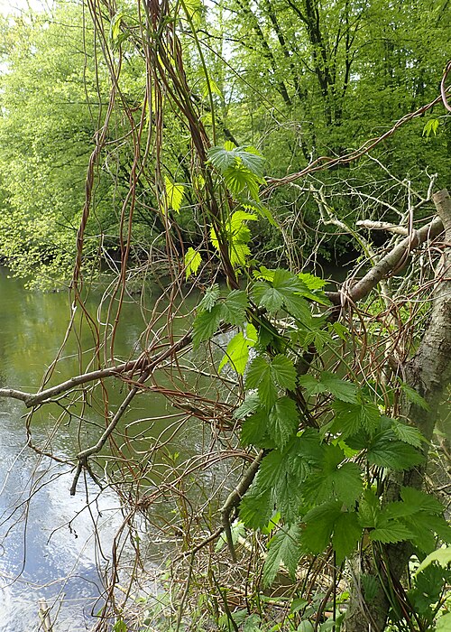 Common hop — botanical illustration