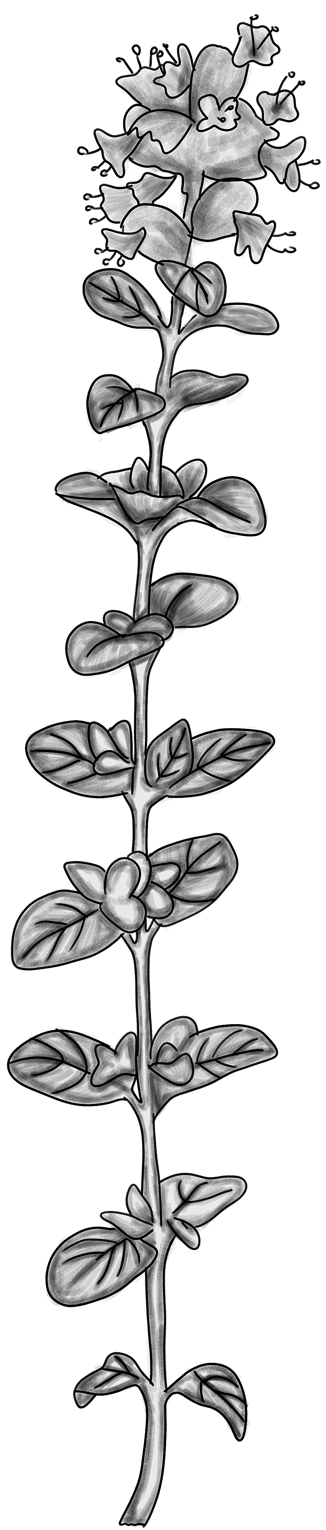 Majoránka zahradní — botanická ilustrace