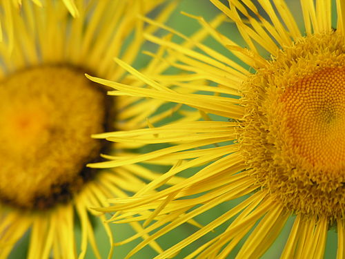 Oman wielki (Inula helenium) — zdjęcie