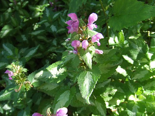 Hluchavka skvrnitá (Lamium maculatum) — foto