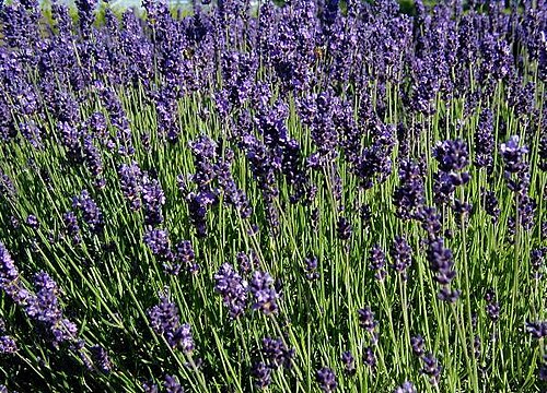 Lawenda wąskolistna (Lavandula angustifolia) — zdjęcie