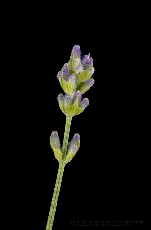 Lawenda wąskolistna — ilustracja botaniczna