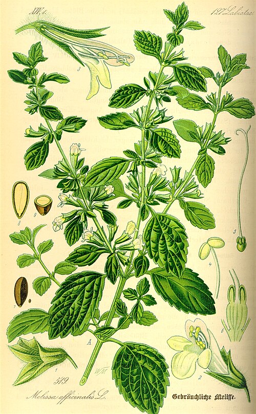Melisa lekarska (Melissa officinalis) — zdjęcie