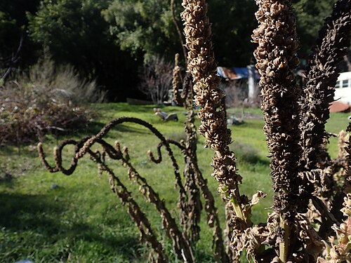 Great mullein (Verbascum thapsus) — photo