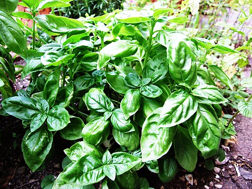 Bazylia pospolita (Ocimum basilicum) — zdjęcie