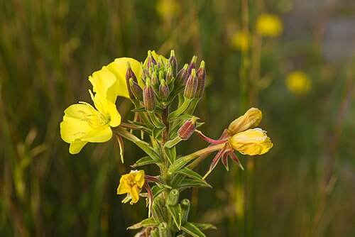 Evening primrose (Oenothera biennis) — photo
