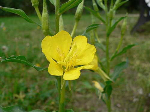 Evening primrose — botanical illustration