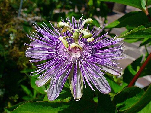 Męczennica cielista (Passiflora incarnata) — zdjęcie