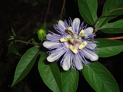 Męczennica cielista — ilustracja botaniczna
