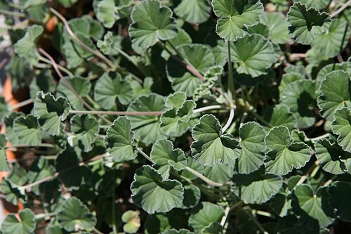 Pelargonia przylądkowa (Pelargonium sidoides) — zdjęcie