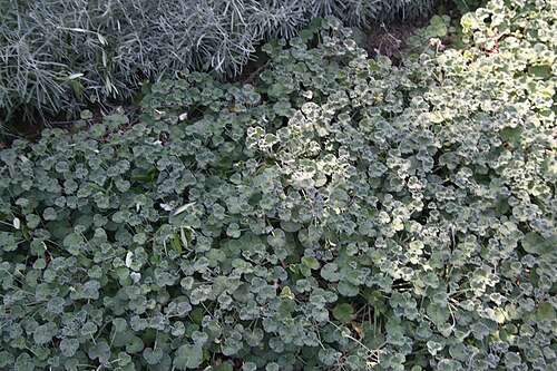Pelargonia przylądkowa — ilustracja botaniczna