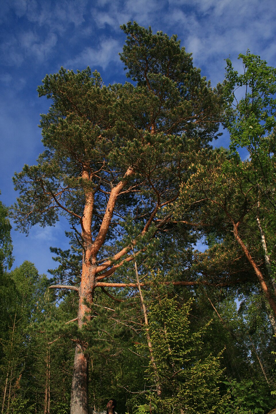 Sosna zwyczajna (Pinus sylvestris) — zdjęcie