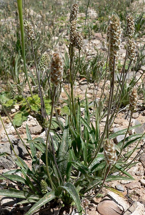 Psyllium — Jitrocel vejčitý (Plantago ovata) — foto