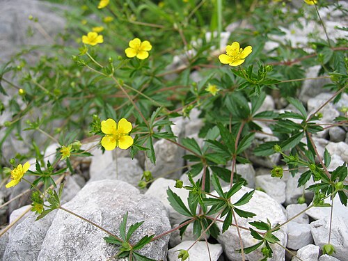 Mochna nátržník (Potentilla erecta) — foto