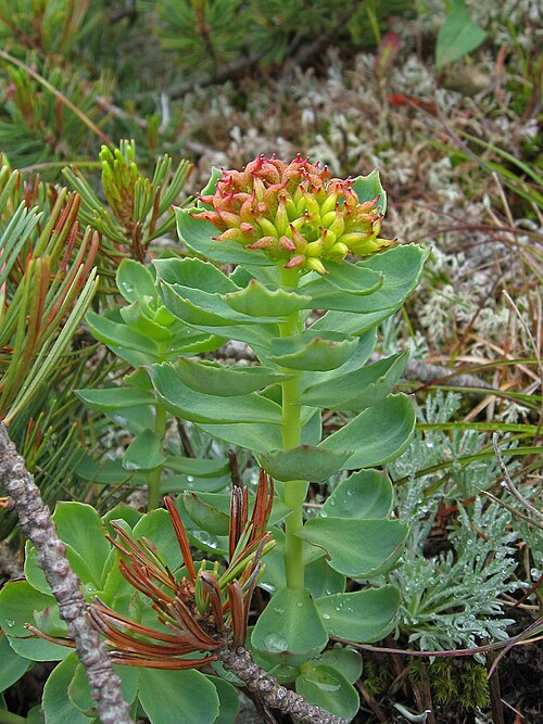 Rhodiola — Golden root (Rhodiola rosea) — photo
