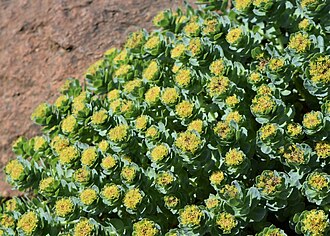 Rhodiola — Golden root — botanical illustration