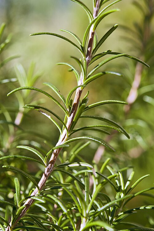 Rosemary (Rosmarinus officinalis) — photo